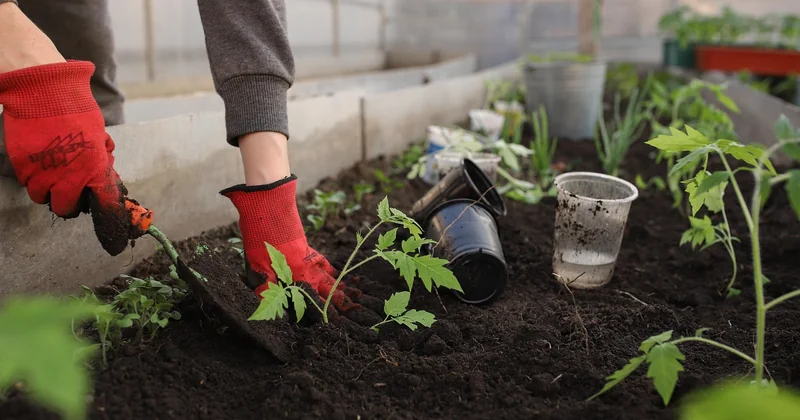 Serres, tomates et pain cuit sous terre