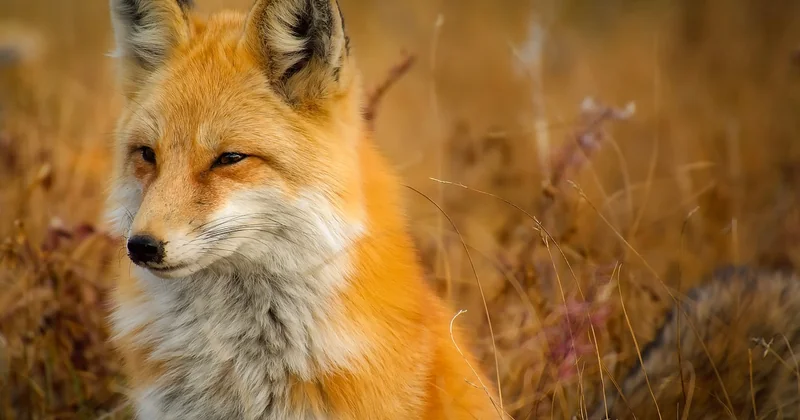 La faune écossaise, l'activité la plus rentable pour une famille