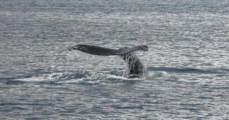 Quelle est la meilleure période pour voir les baleines au Québec ?